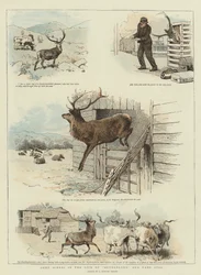 Noen scener i livet til Sutherland, Our Tame Stag (chromolitho)